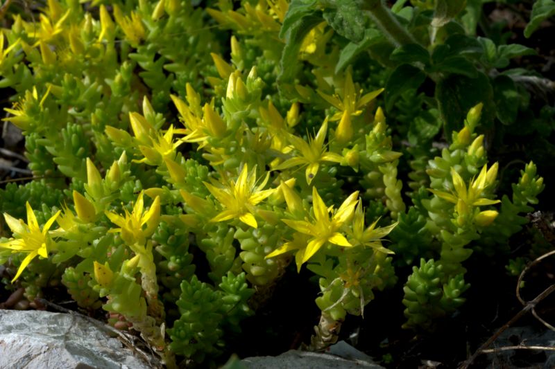 Sedum acre / Borracina acre